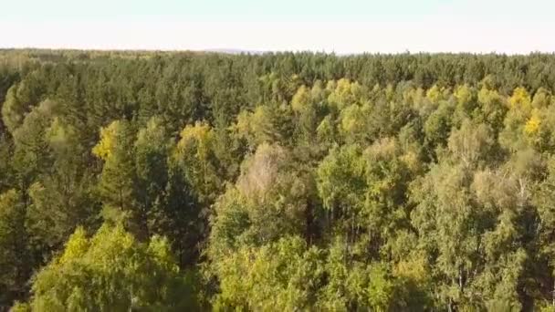 Повітряний безпілотник стріляв над північноєвропейським лісом — стокове відео
