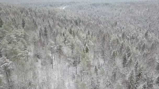 Εναέρια πτήση πάνω από παγωμένο χιονισμένο δάσος ελάτης — Αρχείο Βίντεο