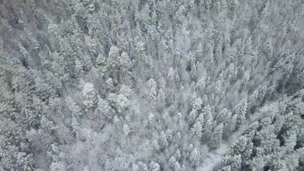 Eine saubere und glatte schöne verschneite Winterwaldantenne mit der Kamera, die direkt nach unten schaut — Stockvideo
