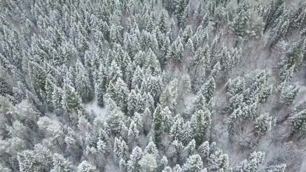Ένα καθαρό και λείο όμορφο χειμώνα χιονισμένο δάσος εναέρια με την κάμερα που αναζητούν ευθεία προς τα κάτω — Αρχείο Βίντεο