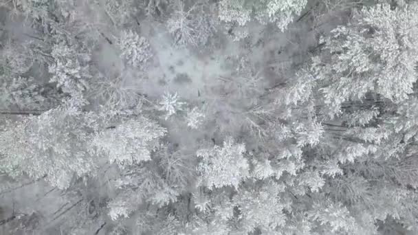 Un limpio y suave hermoso bosque de invierno nevado aéreo con la cámara mirando hacia abajo — Vídeos de Stock