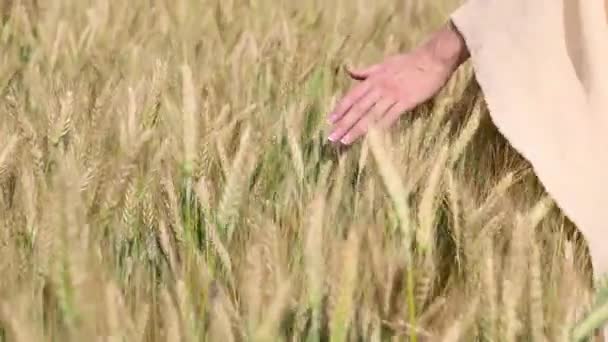 Крупним планом жіноча рука проходить через пшеничне поле, ляльковий постріл. Дівчата торкаються пшеничних вух крупним планом. Концепція хорошого врожаю . — стокове відео