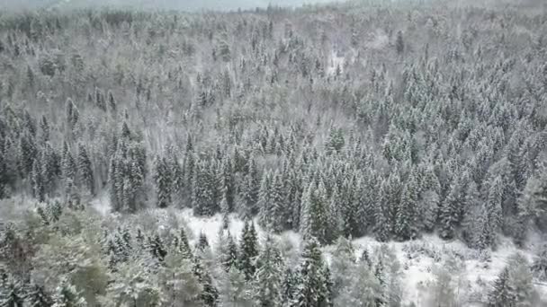 Повітряний літак заморожений сніговий ялиновий ліс — стокове відео