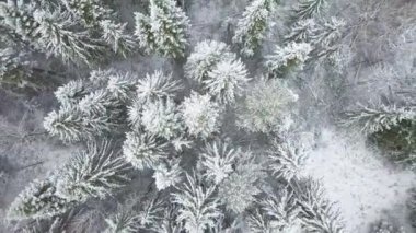 Hava: orman kışın uçan