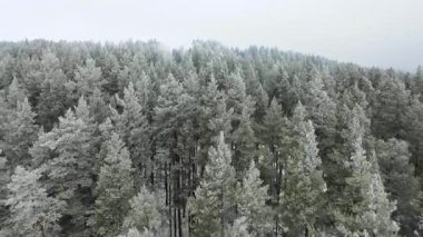 Hava: orman kışın uçan