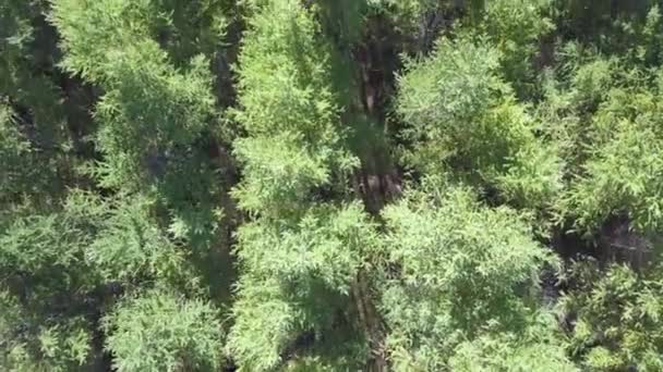 Un dron aéreo disparó sobre el bosque del norte de Europa. Disparo en 4K . — Vídeo de stock