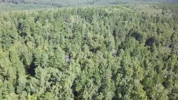 Drone aérien tiré sur la forêt du nord de l'Europe. Tourné en 4K . — Video