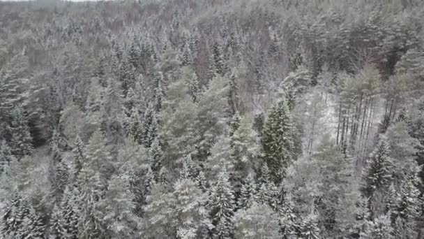 Antenn: Flyga ovanför skogen vintertid — Stockvideo