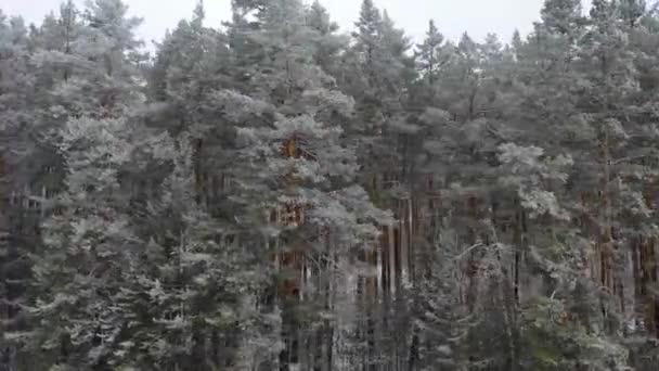 Voo lateral aéreo de baixa altitude na floresta de pinheiros de inverno — Vídeo de Stock