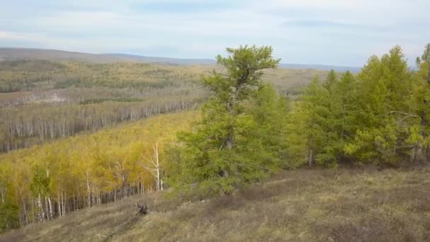 美しい森と丘に素晴らしいフライト — ストック動画