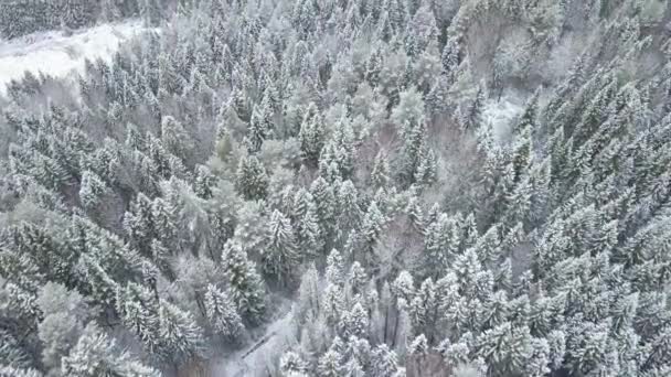 Luchtfoto: Vliegen boven het bos in de winter — Stockvideo