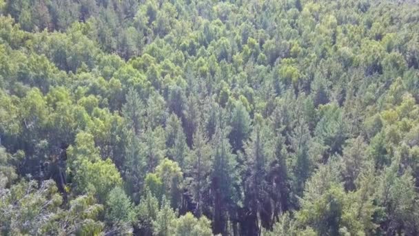 Воздушный беспилотник над лесом Северной Европы. Выстрел в 4К . — стоковое видео