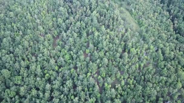Повітряний безпілотник стріляв над північноєвропейським лісом. Знімок у 4K . — стокове відео
