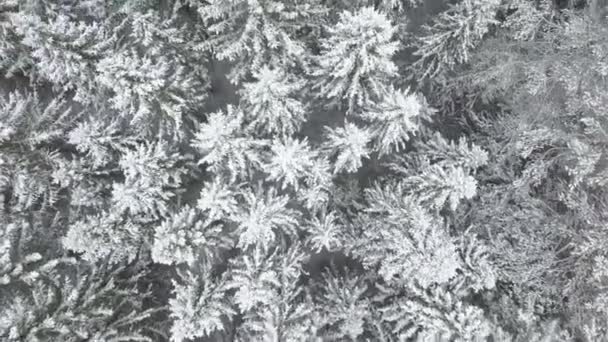 Aérienne : Voler au-dessus de la forêt en hiver 