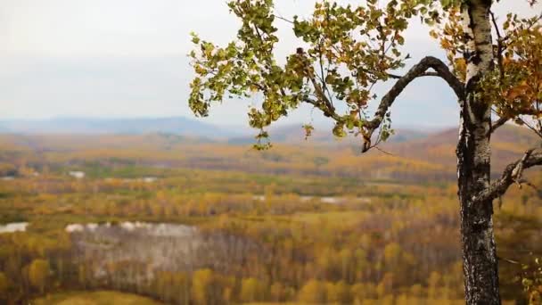 Gyllene röd spets bladen fladdra i vinden i en höstlig skog bredvid en dal — Stockvideo