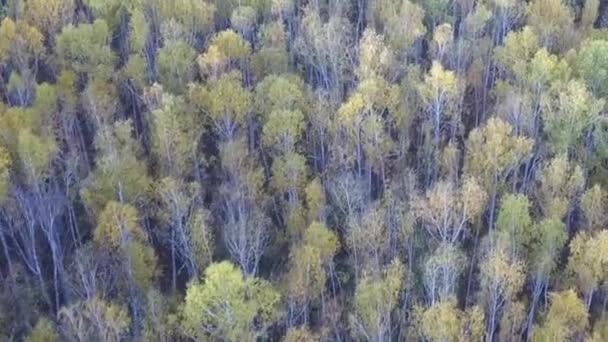 Luchtfoto: Vliegen boven de prachtige kleurrijke boomtoppen met draaien verlaat op zonnige dag. Mooie herfst bomen in geel, oranje en rode bos op zonnige herfstdag. Fall gebladerte in herfst bos. — Stockvideo