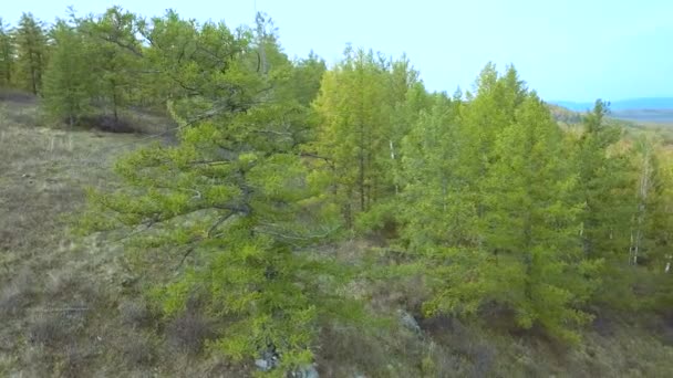 Vista aérea del dron: Vuelo sobre montañas otoñales con bosques, prados y colinas en la luz suave puesta de sol. Montañas Cárpatos, Ucrania, Europa. Paisaje majestuoso. Mundo de belleza . — Vídeos de Stock