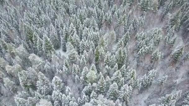 Antenne: Vliegen over de besneeuwde bossen en heuvels. — Stockvideo