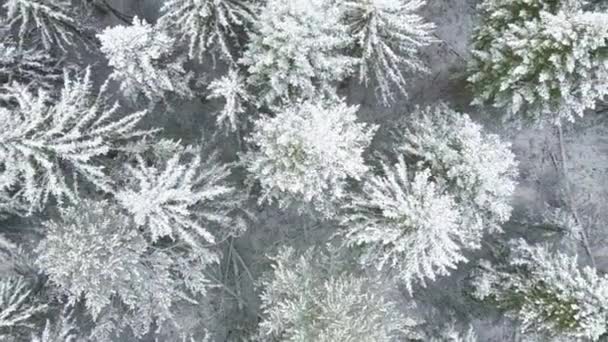 AERIAL: Volando sobre el bosque nevado y las colinas . — Vídeos de Stock