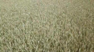 Sunrise, üstten görünüm, buğday alan. Robot atış: güneşli sabah rüzgarda sallanan buğday kulaklar. Hasat ve ürün kavramı.