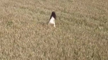 bir kadın beyaz bir elbise buğday alanına yürüyor ve elini buğday spicas üst kısımları boyunca size yol gösterir