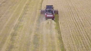 Buğday alan çalışma hasat hasat makinesi. Altın olgun buğday alan hasat hasat Tarım makineleri birleştirin. Tarım. Havadan görünümü