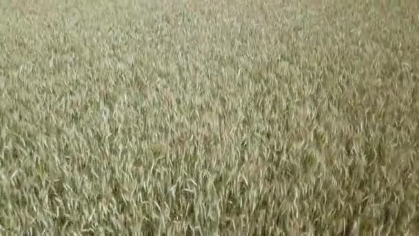 日の出、トップ ビューで麦畑。ショットをドローン: 晴れた朝で風に揺れる麦の穂。収穫と作物の概念. — ストック動画