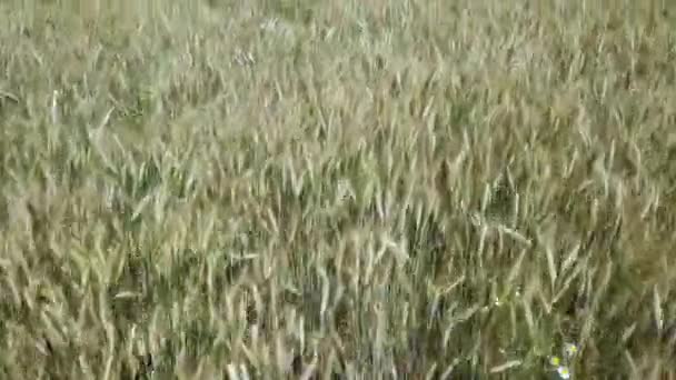 Низкий полет и взлет над пшеничным полем, панорамный вид с воздуха . — стоковое видео
