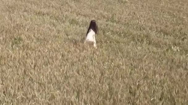 Una donna cammina per il campo di grano vestita di bianco e guida la mano lungo le cime delle spezie di grano — Video Stock