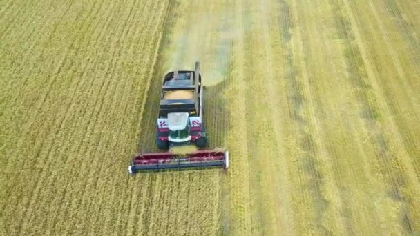 Combineer oogst zonnebloem. Gedurende de dag. Luchtfoto schieten. In de herfst. — Stockvideo