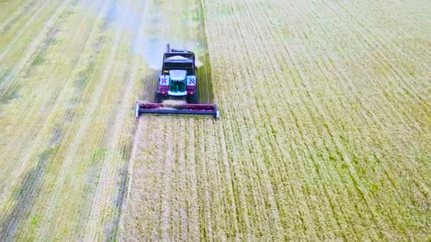 Combineer oogst zonnebloem. Gedurende de dag. Luchtfoto schieten. In de herfst — Stockvideo