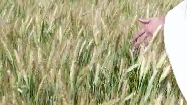 Close-up of womans hand running through wheat field, dolly shot. Filmed in 4K. Girls hand touching wheat ears closeup. Sun lens flare. Good harvest concept. — Stock Video