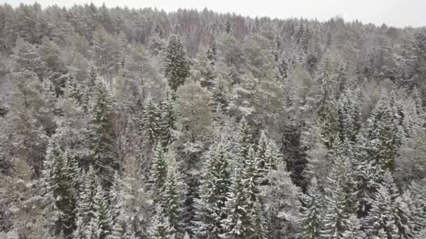 Flygfoto över en vinter woods snöiga trädgren i en vy av skogen vinter — Stockvideo