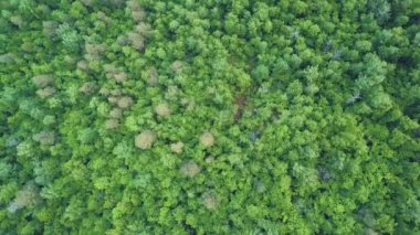 4 k hava kırsal manzara, Vermont, ABD içinde güzel bir yeşil orman üzerinde uçan