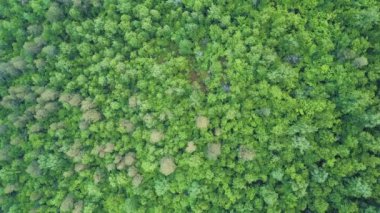 4 k hava kırsal manzara, Vermont, ABD içinde güzel bir yeşil orman üzerinde uçan