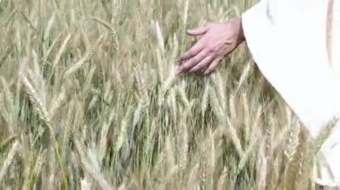 Kadının el kaçarken buğday alanda, dolly atış Close-up. 4 k'dan fazla filme. Kızlar el buğday kulakları closeup dokunmadan. Güneş Mercek parlaması. İyi hasat kavramı.