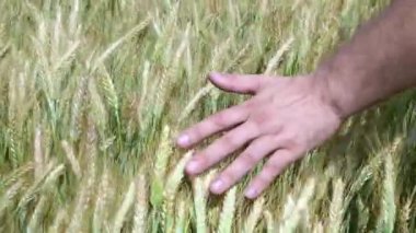 Çiftçiler el güneşli alan kulaklarında buğday okşadı. Yakın çekim. 4k.