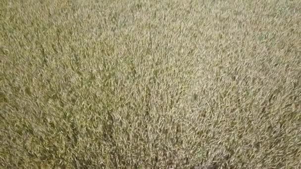 Вид сверху на пшеничное поле на восходе солнца в ветреный летний день Снимок дрона: Уши пшеницы, летящие от ветра в солнечное утро. Концепция сбора урожая и урожая. — стоковое видео