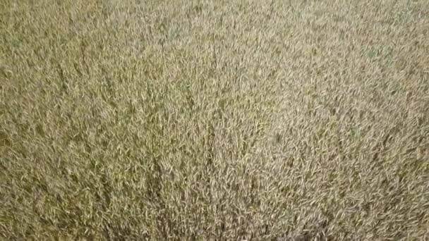 Top view of a wheat field at sunrise in a windy summer day Drone shot: Ears of wheat swaying at the wind at sunny morning. Harvest and Crop concept. — Stock Video