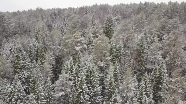 Drone Hermoso Show Del Cielo Por Encima Árboles Pino Cubierto — Vídeos de Stock