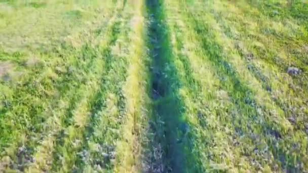 drone vole à basse altitude au-dessus d'un champ d'herbe verte .