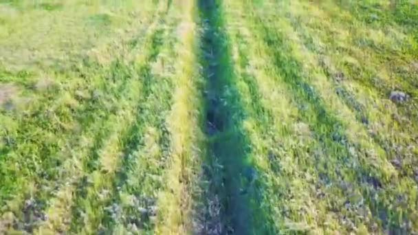 Drone vole à basse altitude au-dessus d'un champ d'herbe verte . — Video