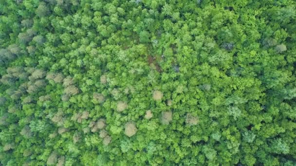 4 anténu k létání nad krásného zeleného lesa ve venkovské krajině, Vermont, Usa — Stock video