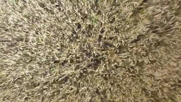 Vue de dessus d'un champ de blé au lever du soleil par une journée d'été venteuse Drone shot : Oreilles de blé se balançant au vent par une matinée ensoleillée. Concept de récolte et de culture.