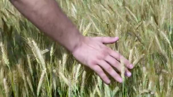 Mann Hand läuft durch Weizenfeld. männliche Hand, die Weizenohren in Nahaufnahme berührt. Landwirt. Erntekonzept. Erntekonzept. — Stockvideo