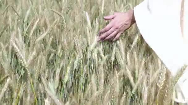 Gros plan de la main des femmes courant à travers le champ de blé, Dolly shot. Filmé en 4K. Filles toucher à la main épis de blé gros plan. Une éruption solaire. Bon concept de récolte . — Video