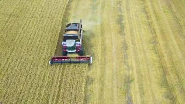 Veduta aerea del moderno combinare raccolta del grano sul campo. Volare direttamente sopra si combinano. Vista dall'alto. Scena dell'agricoltura . — Video Stock