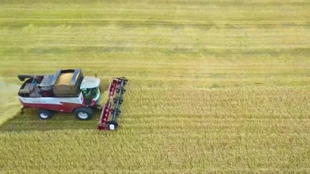 De grote combine maaimachine zich voorbereidt op de korrel te verwijderen, omdat een container van de rooier vol graan is. Luchtfoto. Vliegen boven de gouden tarweveld. — Stockvideo