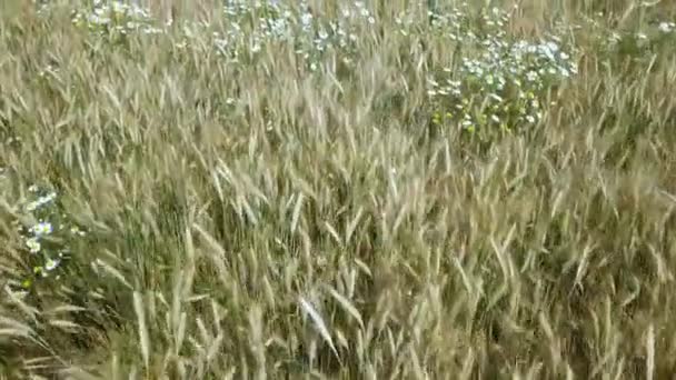 Weizenfeld bei Sonnenaufgang, Draufsicht. Drohnenschuss: Ähren wiegen sich am sonnigen Morgen im Wind. Ernte- und Erntekonzept. — Stockvideo