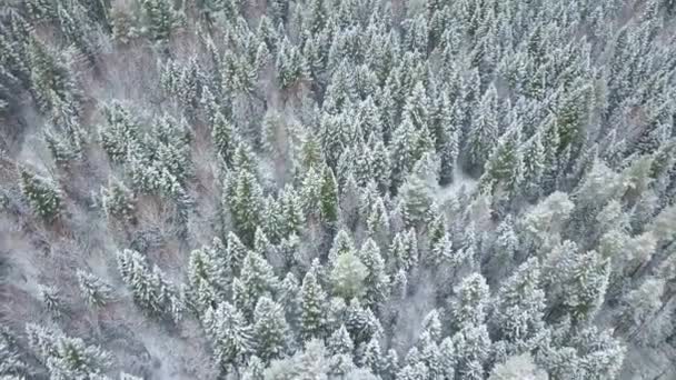 Drone hermoso show del cielo por encima de árboles de pino cubierto de nieve en Europa — Vídeos de Stock